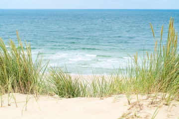 Dune with beach grass on Sylt island.