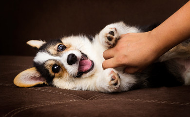 cute little puppy, welsh corgi