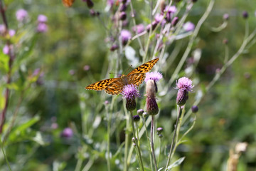 Beautiful butterfly drinks nectar from a flower