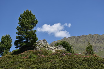 Enzian, Gentianaceae, Blüte, Schnapsherstellung, Heilmittel, blau, Symbol, Treue, Kelch,...