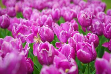 Obraz premium Tulipanes in the garden. Beautiful exotic tulip flowers cultivated in Netherlands garden. 