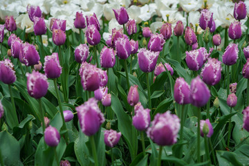 Exotic purple tulips in Dutch garden. Beautiful violet tulipanes blooming in spring