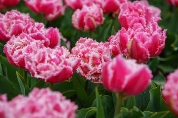 Beautiful exotic tulip flowers cultivated in Netherlands garden