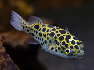 Green puffer fish searching for food