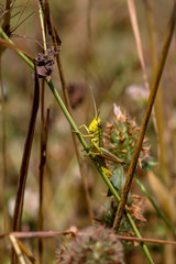 The meadow grasshopper (Chorthippus parallelus) close-up