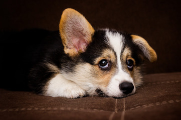 cute little puppy, welsh corgi