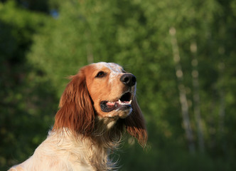 Portrait of a dog breed Russian hunting spaniel in the forest