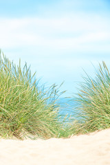 Dune with beach grass on Sylt island.