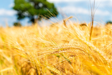 Autumn Landscape of Golden Wheat Field with Blue Sky and White Clouds, selective focus, shallow DOF