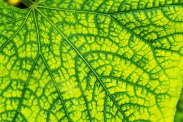 A Green leaf nature texture. Close up.