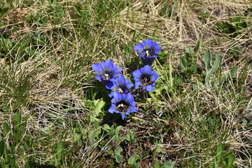 Enzian, Gentianaceae, Blüte, Schnapsherstellung, Heilmittel, blau, Symbol, Treue, Kelch,...