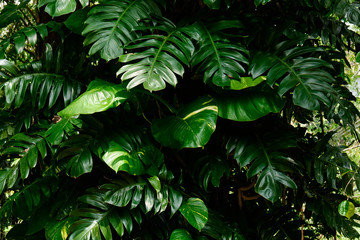 Botanical Nature Green Tropical Leaves Monstera