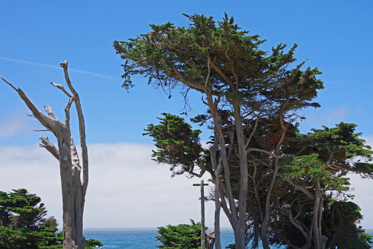 Dead tree trunk among living trees at the central California coast with blue sky and fog over the ocean