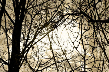 Black branches silhouettes