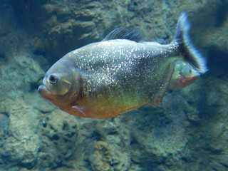 fish in aquarium