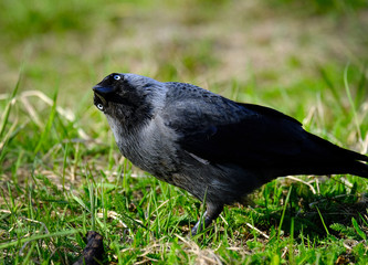 Young raven