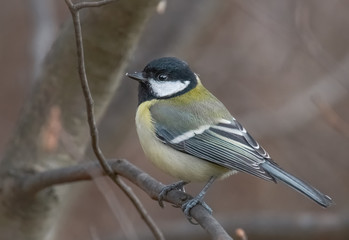 Naklejka premium Kohlmeise auf einem Zweig