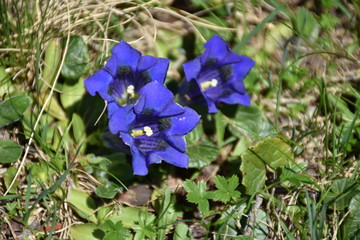 Enzian, Gentianaceae, Blüte, Schnapsherstellung, Heilmittel, blau, Symbol, Treue, Kelch,...