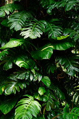Fototapeta na wymiar Botanical Nature Green Tropical Leaves Monstera