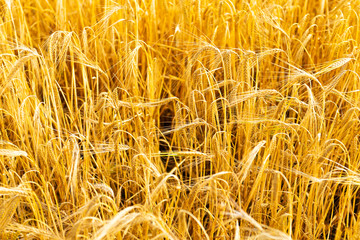 Autumn Landscape of Golden Wheat Field with Blue Sky and White Clouds, selective focus, shallow DOF