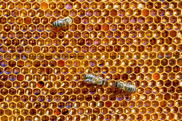 Bees and honey © AlexanderZam