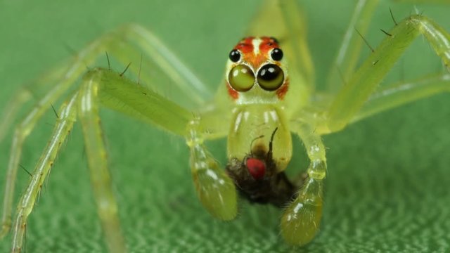 Lyssomanes spider
