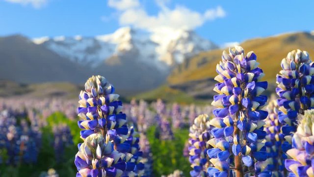 Typical Icelandic landscape with field of blooming lupine flowers. Beautiful sunny day with cloudy sky. 4K