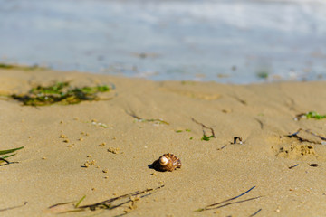 Green seaweed beached on the sandy city beach of Black sea. Algae and shell on seashore coast in the summer sunny day. Marine and ecological concept