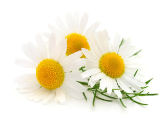 Chamomiles on white background