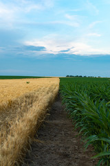 Sunset in rural Illinois