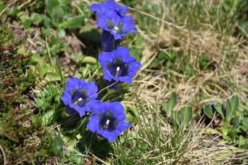 Enzian, Gentianaceae, Blüte, Schnapsherstellung, Heilmittel, blau, Symbol, Treue, Kelch,...
