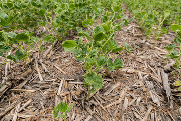 Soybean field with leaf blistering, cupping, and damage due to dicamba herbicide