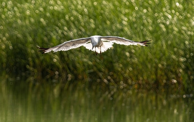 Seagull hovering over pond as he sees a fish to catch