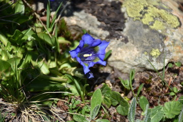 Enzian, Gentianaceae, Blüte, Schnapsherstellung, Heilmittel, blau, Symbol, Treue, Kelch,...