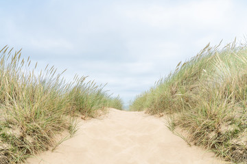 Dune with beach grass on Sylt island.