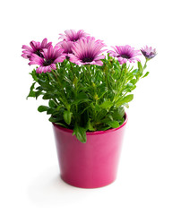 Beautiful colorful daisy flowers in small pot isolated on white