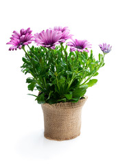beautiful colorful daisy flowers in small pot decorated with sackcloth isolated on white