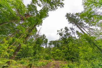 Fototapeta premium tree in forest