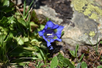 Enzian, Gentianaceae, Blüte, Schnapsherstellung, Heilmittel, blau, Symbol, Treue, Kelch,...