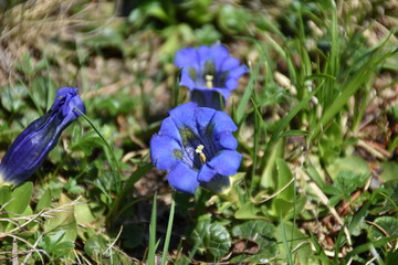 Enzian, Gentianaceae, Blüte, Schnapsherstellung, Heilmittel, blau, Symbol, Treue, Kelch,...