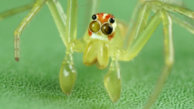 Lyssomanes spuder