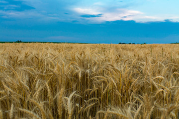 Wheat field