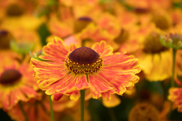 Closeup of orange blooming Helenium flower also known as sneezeweed