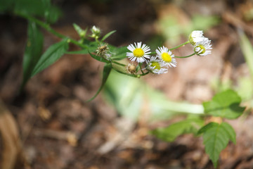 Close-up of blooming wildflowers on blurred forest background, selective focus