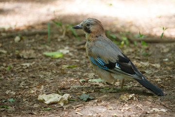 Close-up of a bird with bright feathers known as a jay sitting on the ground among the foliage, selective focus