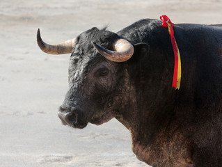 toro bravo en plaza de toros