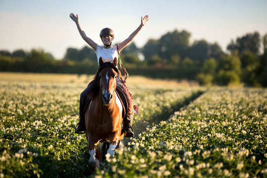 Galopp durch bl&uuml;hendes Feld