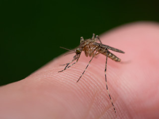 Mücke, Stechmücke, Aedes albopictus, Gelse – Blut saugend - Mückenstich