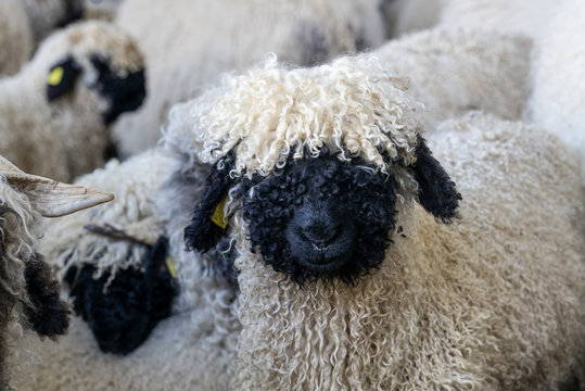 funny black nosed sheep in the mountains of Zermatt, Valais, Wallis,