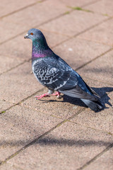 bird